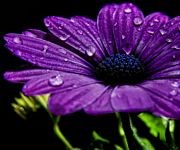 pic for Flower Violet  